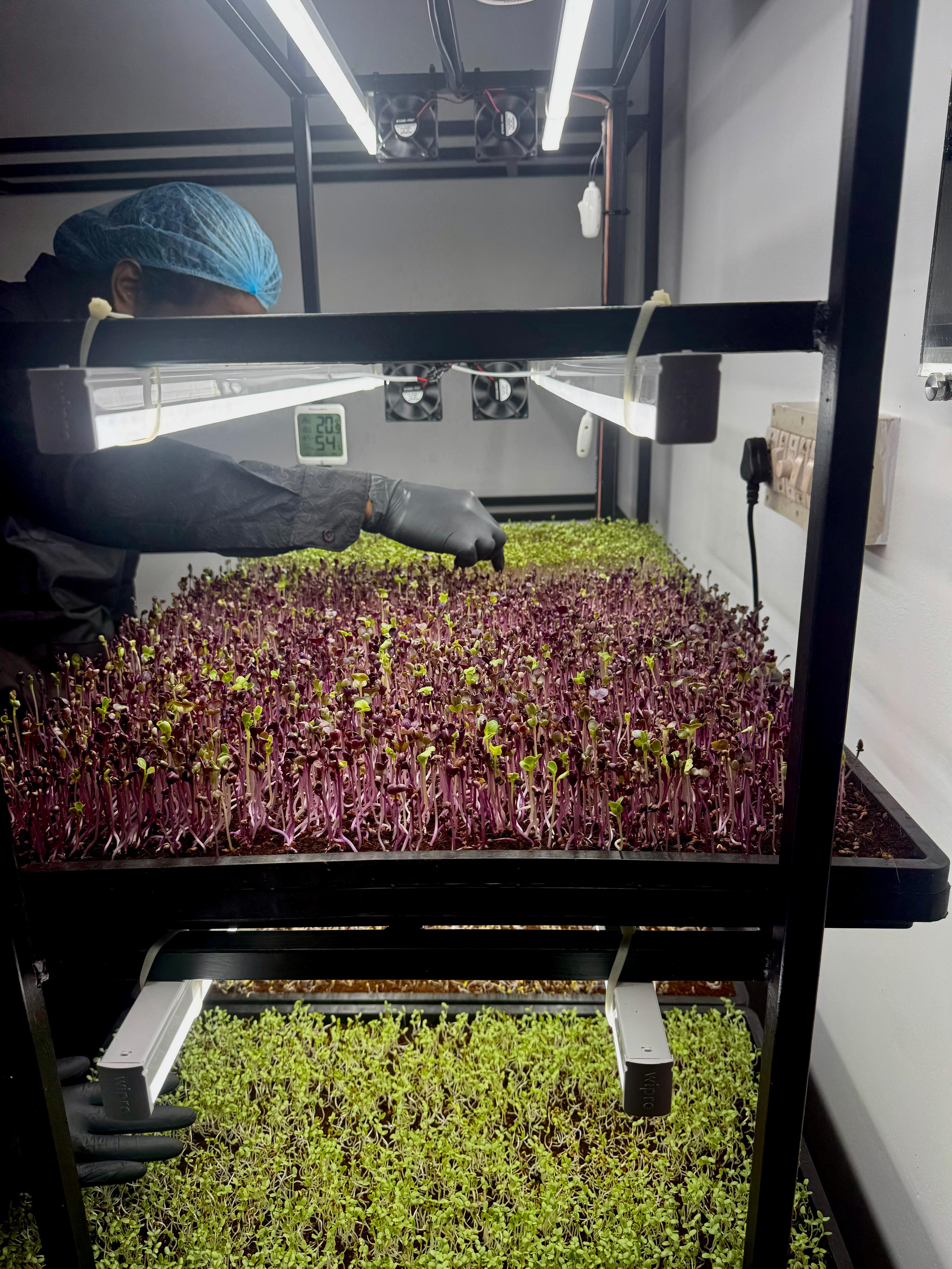 Fresh microgreens in trays