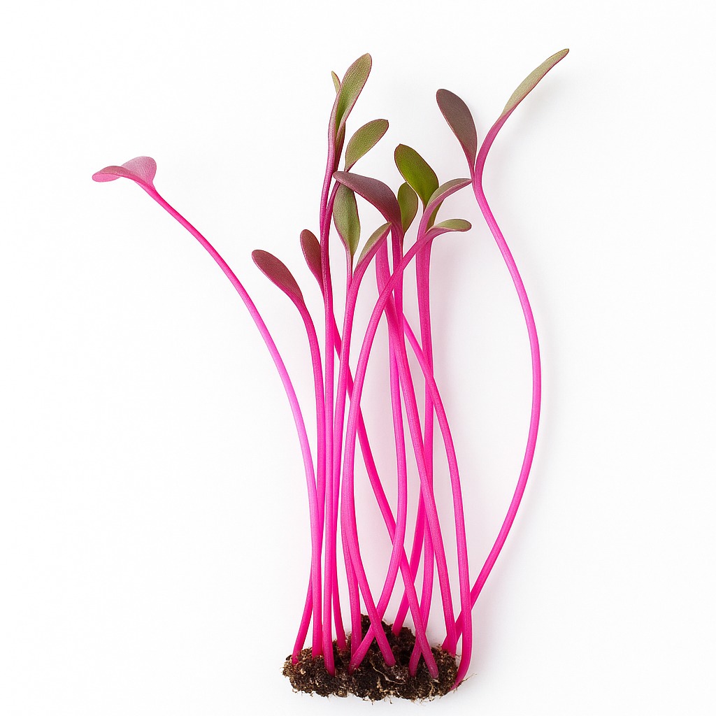 BULLS BLOOD BEETROOT